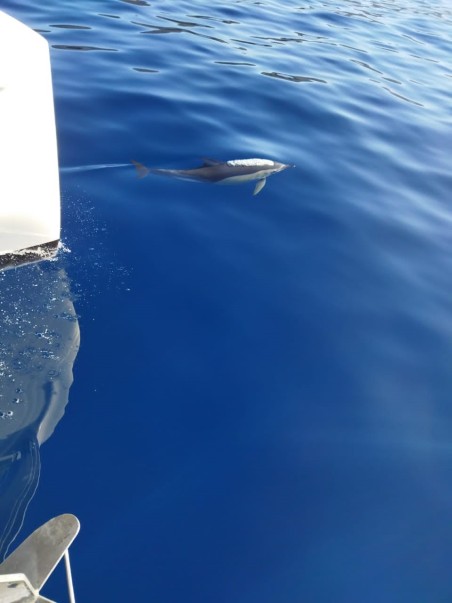 Lagoon-Bénéteau Lagoon 46 - 4 + 2 cab. White Pearl